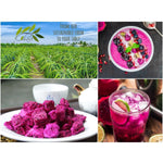 CHAVI_Freeze-Dried_Diced_Dragon_Fruit_Snack_-_2_Oz_-_Healthy_1_Ingredient_Superfood_-_No_Added_Sugars_or_Preservatives_-_Non-GMO,_Vegan,_Gluten-Free…_Natural_Dry