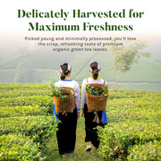 Uncle_Lee's_Organic_Matcha_Green_Tea_Bags,_40_Count_–_Antioxidant-Rich,_Low_Caffeine,_Naturally_Energizing_Blend