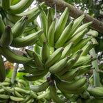 ARTISAN_TROPIC_Plantain_Strips_Sea_Salt_-_6_Pack,_1oz_-_Vegan,_Paleo,_Gluten_Free_Chips_-_Individual_Bags_Healthy_Snacks_for_School,_Gym,_Kids_–_Whole_30_Approved_Foods_Baked_Banana_Chips