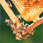 Honey_Supplement_(48_oz),_100%_Pure_Natural_Honey,_Harvested_in_the_U.S.A,_Natural_Sugar_Alternative,_Natural_Sweetener