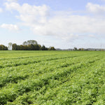 Knorr_Sauce_Mix_Creamy_Pasta_Sauce_For_Simple_Meals_and_Sides_Alfredo_Sauce_No_Artificial_Flavors,_No_Added_MSG_1.6_oz